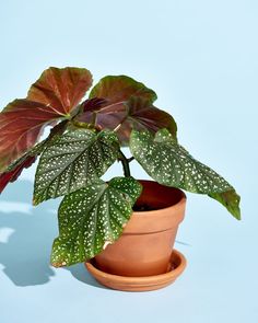 a potted plant with green and red leaves in it on a blue table top