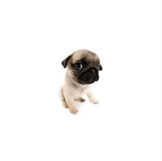 a small pug puppy sitting on top of a white floor