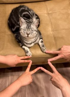 two hands reaching out towards a cat on a couch