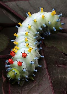 a white caterpillar with red, yellow and blue dots on it's body