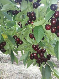 cherries hanging from the branches of a tree with green leaves and brown grass in the background