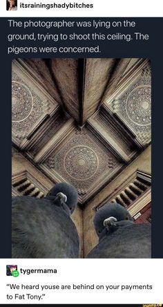 two pigeons sitting on top of each other in front of a ceiling with ornate designs