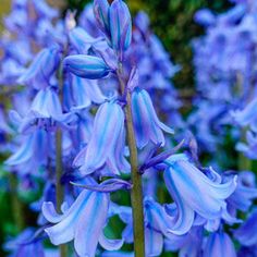 blue flowers are blooming in the garden