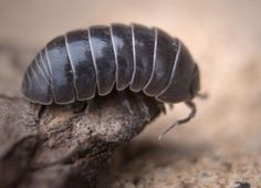 a black bug crawling on top of a rock