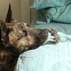 a dog laying on top of a bed next to a small mouse in it's mouth