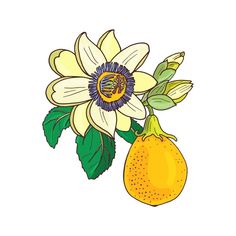 a yellow flower with green leaves and a lemon on a white background, drawn by hand