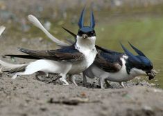 two birds standing next to each other on top of a dirt ground near water and grass