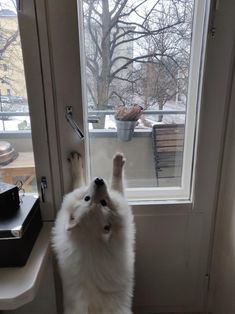 a white dog standing on its hind legs in front of a window looking at the snow outside