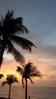 palm trees are silhouetted against the setting sun