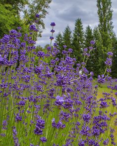 purple flowers are growing in the grass near trees