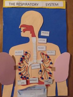 a paper cut out of a human body with labels on the torso and chest,