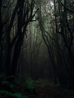 a dark forest filled with lots of trees