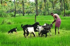 a man is tending to his goats in the grass with palm trees in the background