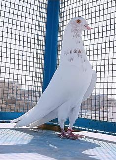 a white bird standing on the ground next to a fence