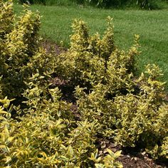 some very pretty yellow bushes in the grass