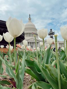 white tulips in front of the capitol building