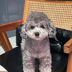 a gray poodle sitting on top of a black chair