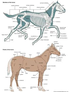 the anatomy of a horse and its major skeletal systems are shown in this diagram, which shows