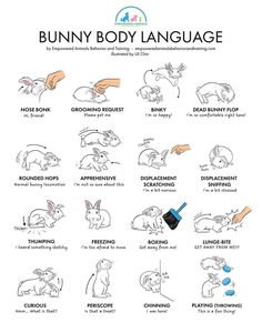 the bunny body language chart with instructions for how to use it in english and french