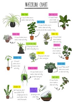 a poster with different types of houseplants and their names on it, including watering chart