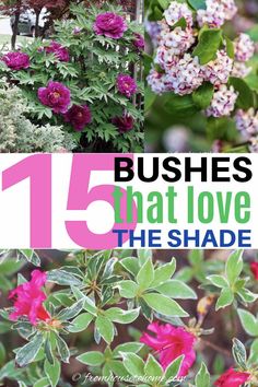 flowers with the words 15 bushes that love the shade on them in pink and green