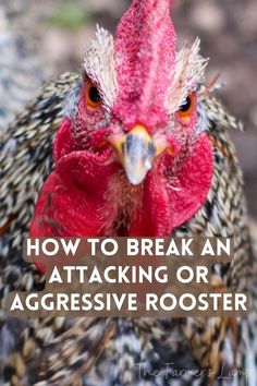 Getting Chickens, Animal Tips, Chicken Facts, Chicken Feeder Diy, Fowl Language, Raising Ducks, Homestead Animals, Raising Chicks