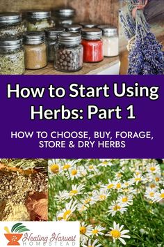 how to start using herbs part 1 - how to choose buy forage, store & dry herbs