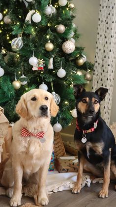 two dogs sitting in front of a christmas tree