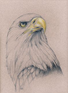 an eagle's head is shown in this drawing