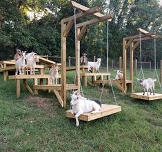 several goats are sitting on wooden platforms in the grass and one dog is laying down