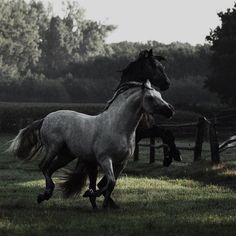 two horses running in the grass near each other