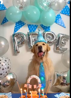 a dog wearing a party hat sitting in front of a birthday cake