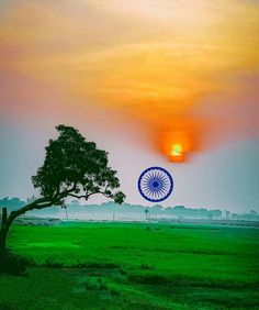 the sun is setting over an open field with a tree in the foreground and a kite flying above it