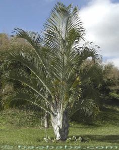 a palm tree in the middle of a field