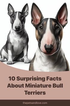 two dogs sitting next to each other with the caption 10 surprising fact about miniature bull terriers