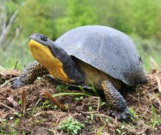 a turtle is sitting on the ground with grass and trees in the backround