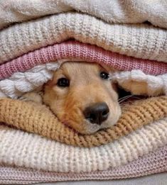 a brown dog laying on top of a pile of sweaters and blankets with his head peeking out from under the blanket