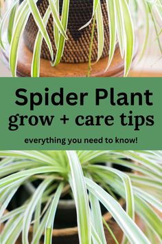 spider plant in a pot Water Spider, Airplane Plant, Ribbon Plant, Wall Hanging Decorations, Indoor Plant Wall