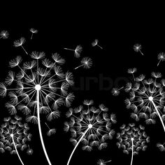 black and white dandelion background with lots of seeds blowing in the wind stock photo