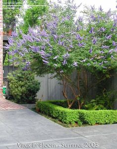 a very pretty purple tree in the middle of a yard