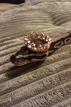 a close up of a snake skin on a bed with gold accents and a ring