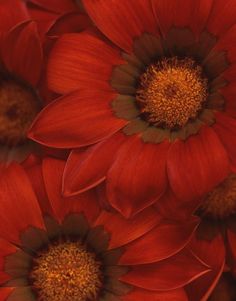 red flowers with yellow centers are shown in close up