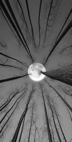 the sky is filled with trees that have no leaves on them, and there is a full moon in the distance