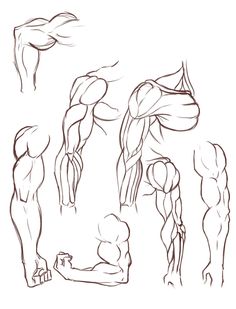 an image of the muscles drawn by hand in pencil on white paper, with different angles and