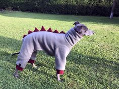 a dog in a sweater with spikes on it's back standing in the grass