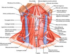 the muscles and their major structures are labeled in this diagram, with labels on each side