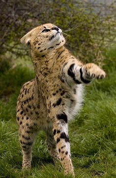 a cat standing on it's hind legs in the grass with its paws up