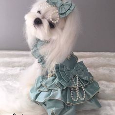 a white dog wearing a blue dress and pearls on it's head is sitting down