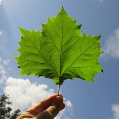 a person holding up a green leaf in the air against a blue sky with clouds