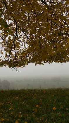 a bench under a tree in the middle of a field with foggy skies behind it